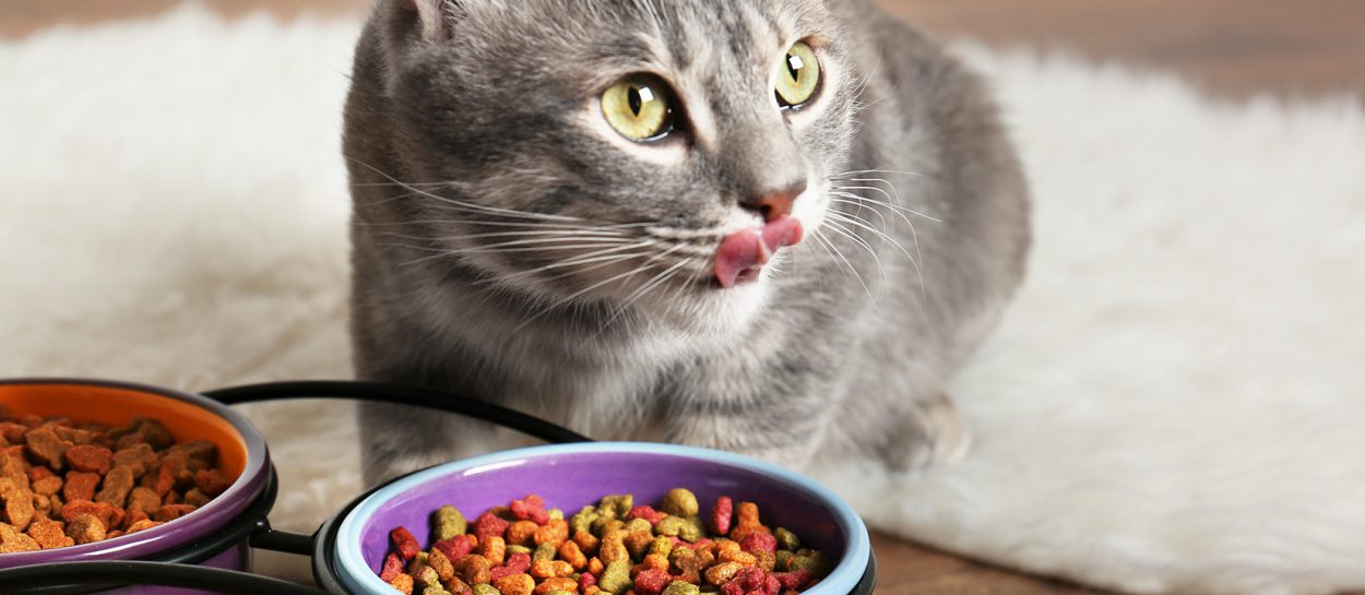 Nahrung fuer Menschen um Ihre Katze nicht zu fuettern