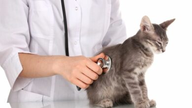 Die Gesundheit Ihrer Katze erhalten