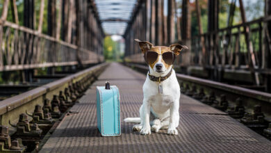 Eine intelligente Checkliste fuer Reisen mit Ihrem Haustier