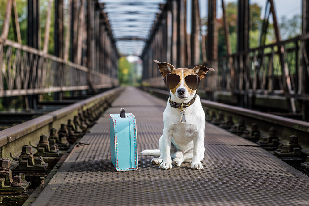 Eine intelligente Checkliste fuer Reisen mit Ihrem Haustier