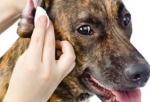 Gesundheitsprobleme bei aelteren Hunden Haeufige Gesundheitsprobleme bei aelteren Hunden