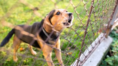 Hundetraining rettet Hunde vor Entrindungsoperationen
