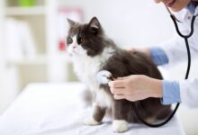 Katzenverhalten Kann die Langeweile Ihrer Katze zu Krankheiten fuehren