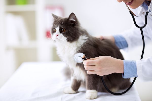 Katzenverhalten Kann die Langeweile Ihrer Katze zu Krankheiten fuehren