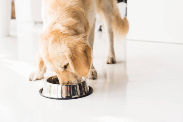 Vier grosse leckere Gruende warum Sie Ihren Hund mit Bio Hundefutter