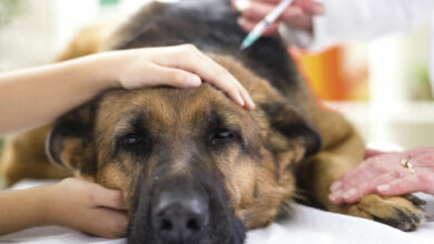 Wie man mit einigen Gesundheitsproblemen von Hunden umgeht