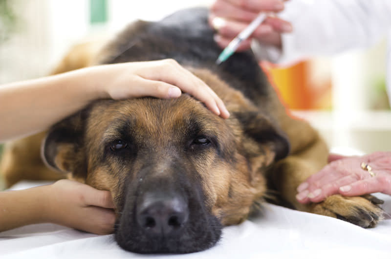 Wie man mit einigen Gesundheitsproblemen von Hunden umgeht