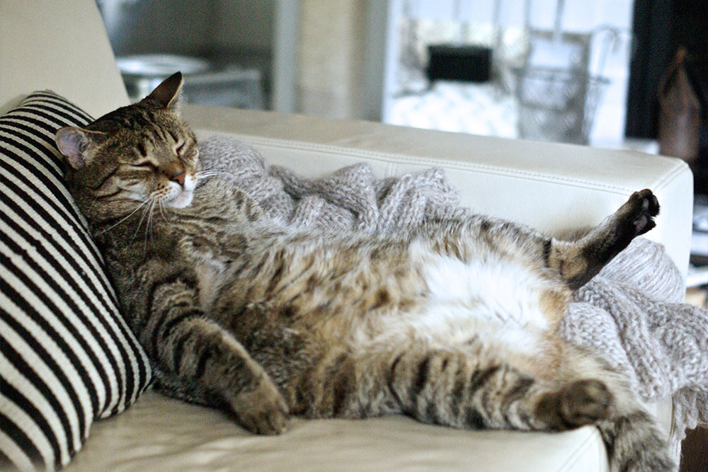 5 Anzeichen dafür, dass der Magen Ihrer Katze verärgert ist