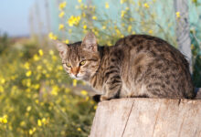 Krampfanfälle bei Katzen |  Was du wissen musst