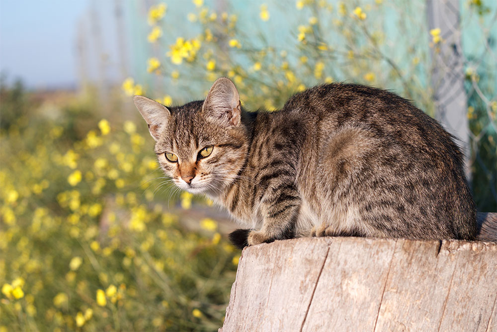 Krampfanfälle bei Katzen |  Was du wissen musst