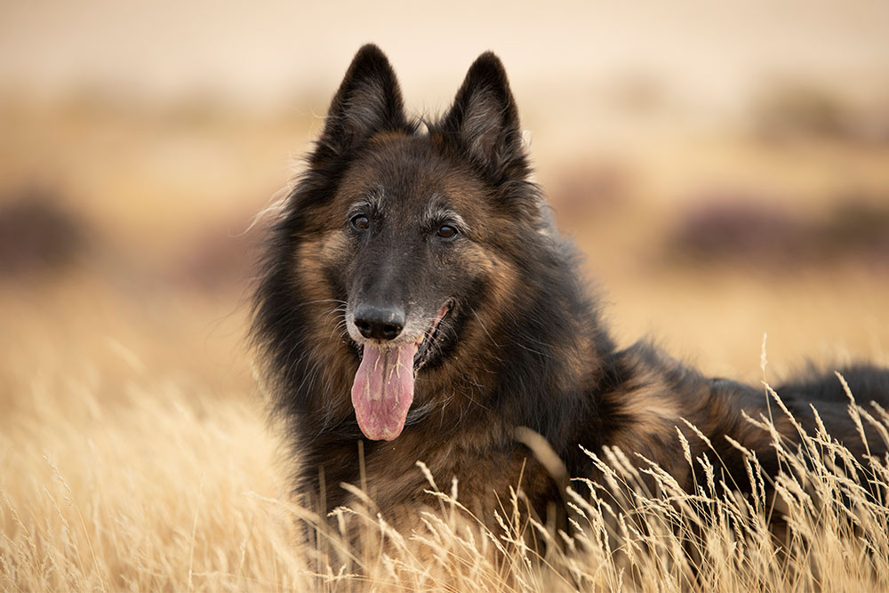 Krampfanfälle bei Hunden | Was du wissen musst