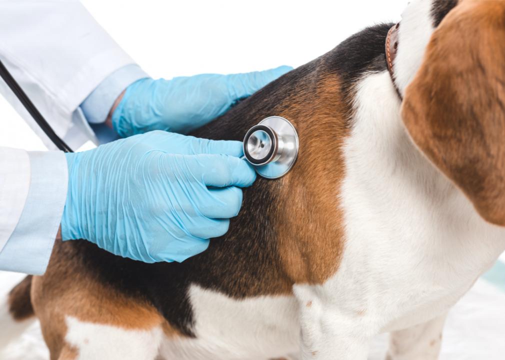 Beagle beim Tierarzt