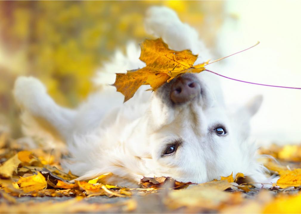 Hund im Herbst