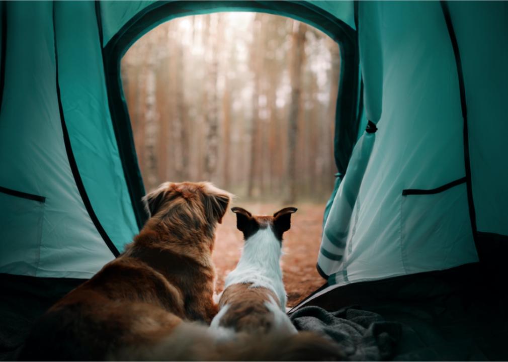 Hunde Camping