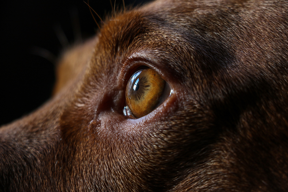 Augeninfektionen bei Hunden
