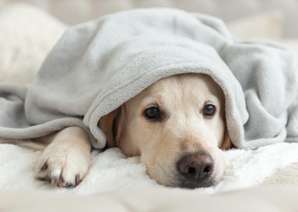 Häufige Krankheiten bei Hunden und die Symptome