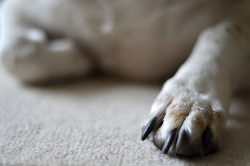 Hund leckt Pfoten: Heilmittel und Lösungen