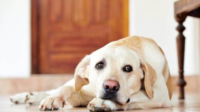 Lipome bei Hunden: Alles, was Sie wissen müssen