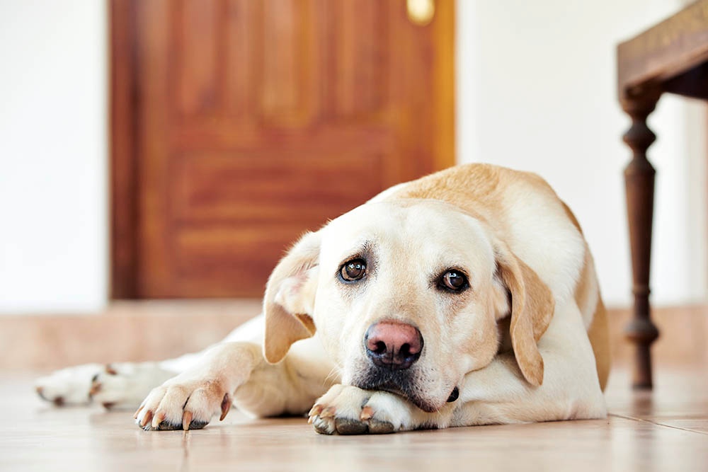 Lipome bei Hunden: Alles, was Sie wissen müssen