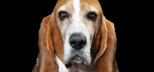 Hunde-Fauxpas: Die Top 5 Dinge, die Hundemenschen falsch machen