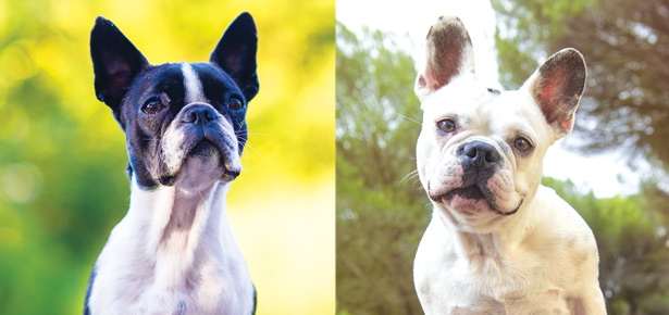 Häufig verwechselte Rassen: Der Boston Terrier VS Die Französische Bulldogge