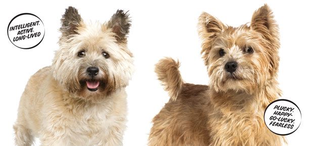 Der Cairn gegen den Norwich Terrier