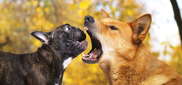 4 häufig missverstandene Verhaltensweisen von Hunden erklärt!