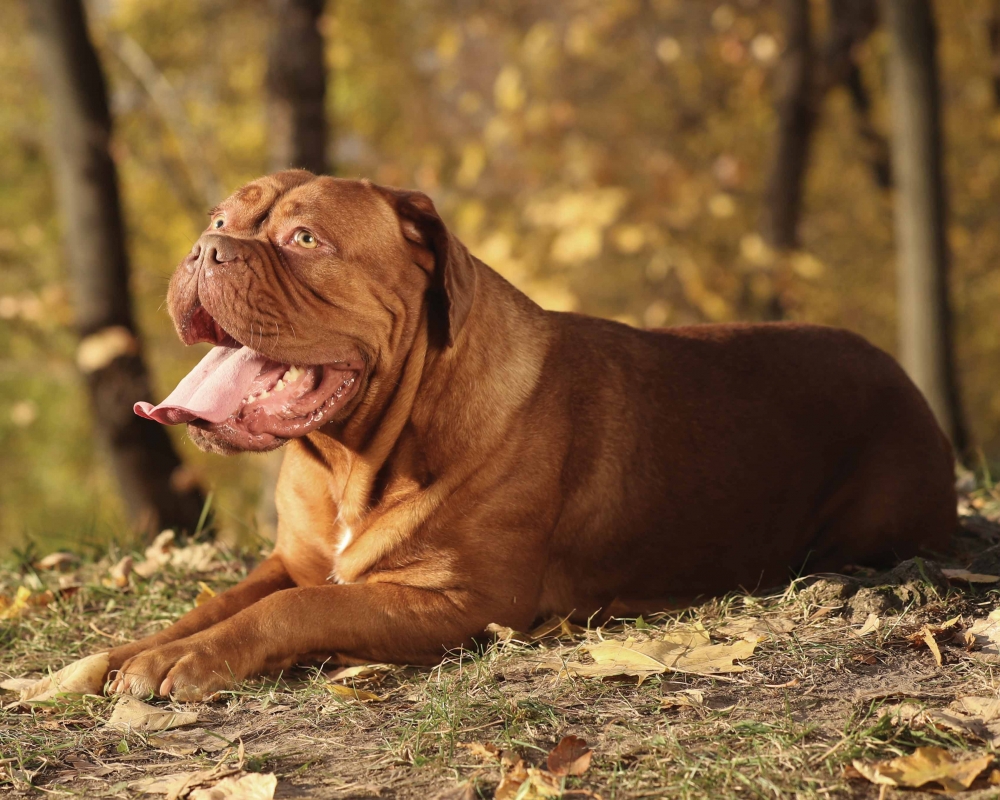 Dogue de Bordeaux-Hund, der im Wald sitzt