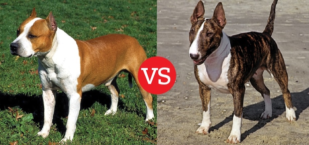 Was ist der Unterschied zwischen dem American Staffordshire Terrier und dem Bullterrier?
