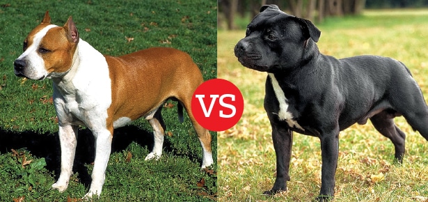 Was ist der Unterschied zwischen dem American Staffordshire Terrier und dem Staffordshire Bull Terrier?