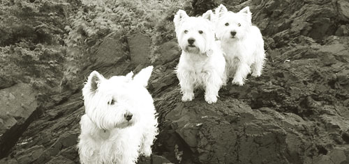 Der West Highland White Terrier