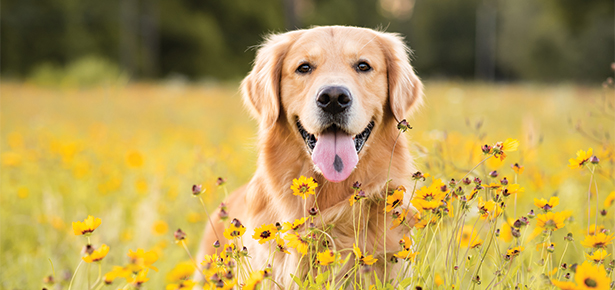 Die 14 kuscheligsten und liebevollsten Hunderassen