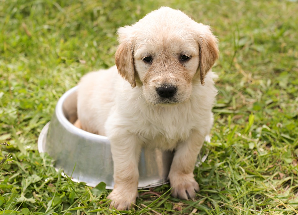Apoquel Hund: Allergietherapie für den Hund
