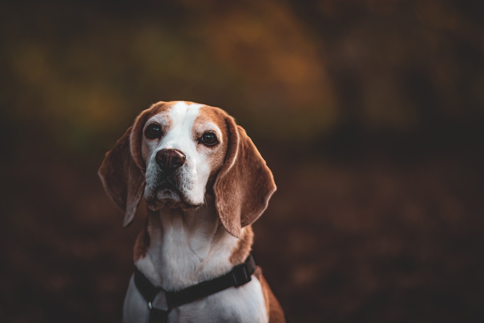 Beagle Hund: Ein fröhlicher Begleiter