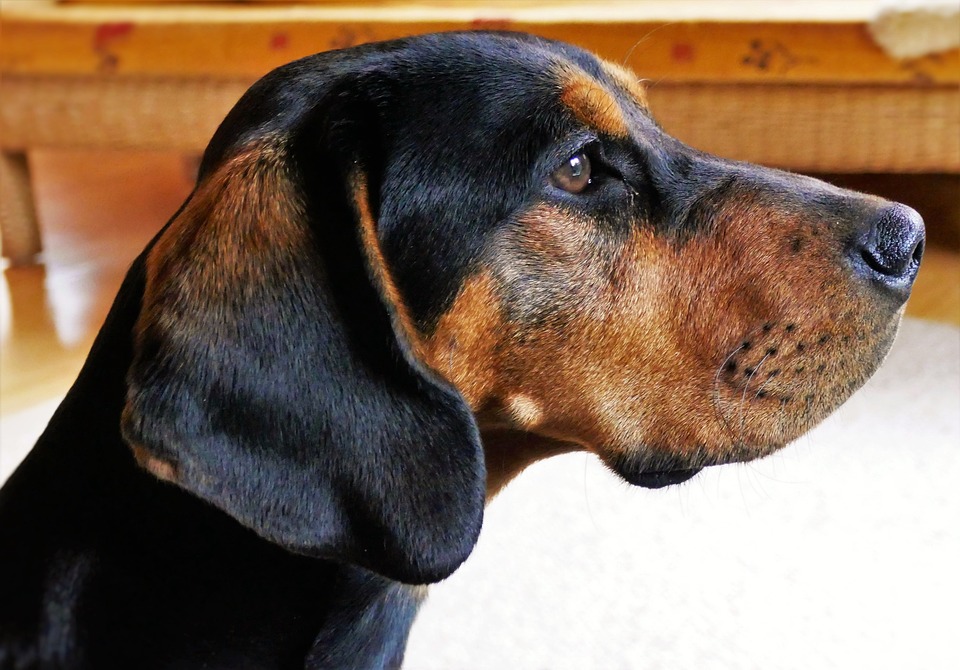 Bracke Hund: Die vielseitige Jagdhundrasse