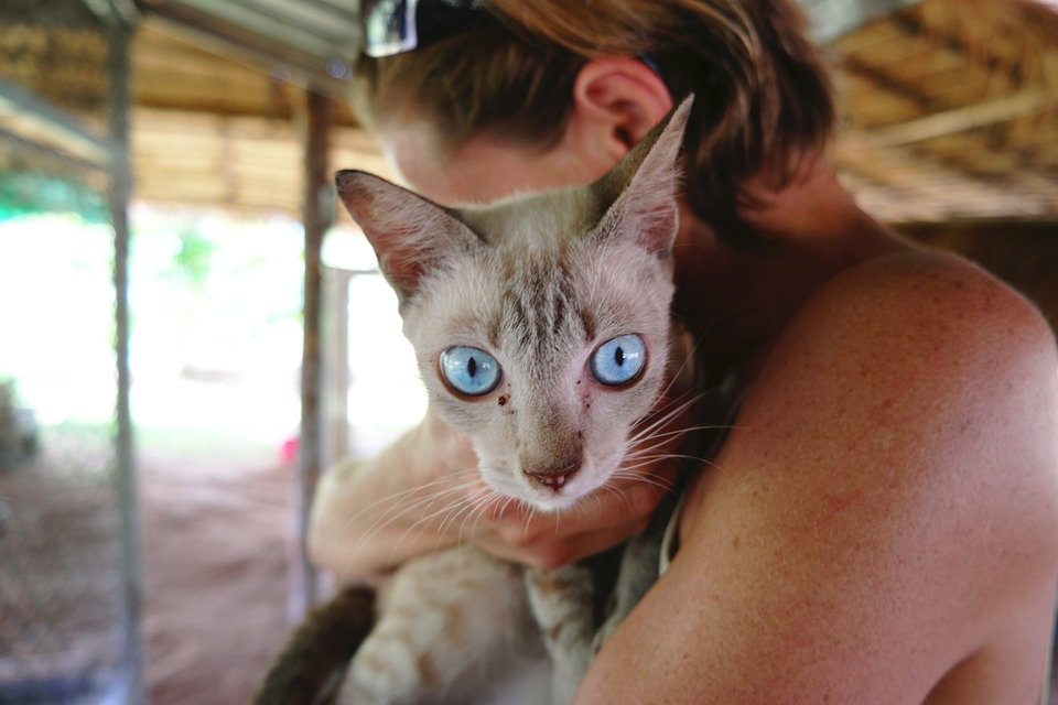 FIV Katze: Leukose bei Katzen erkennen und behandeln