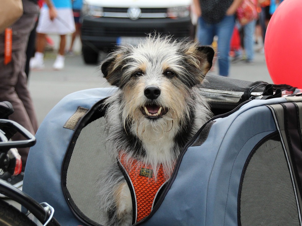 Fahrradanhänger Hund: Auswahl und Sicherheitstipps