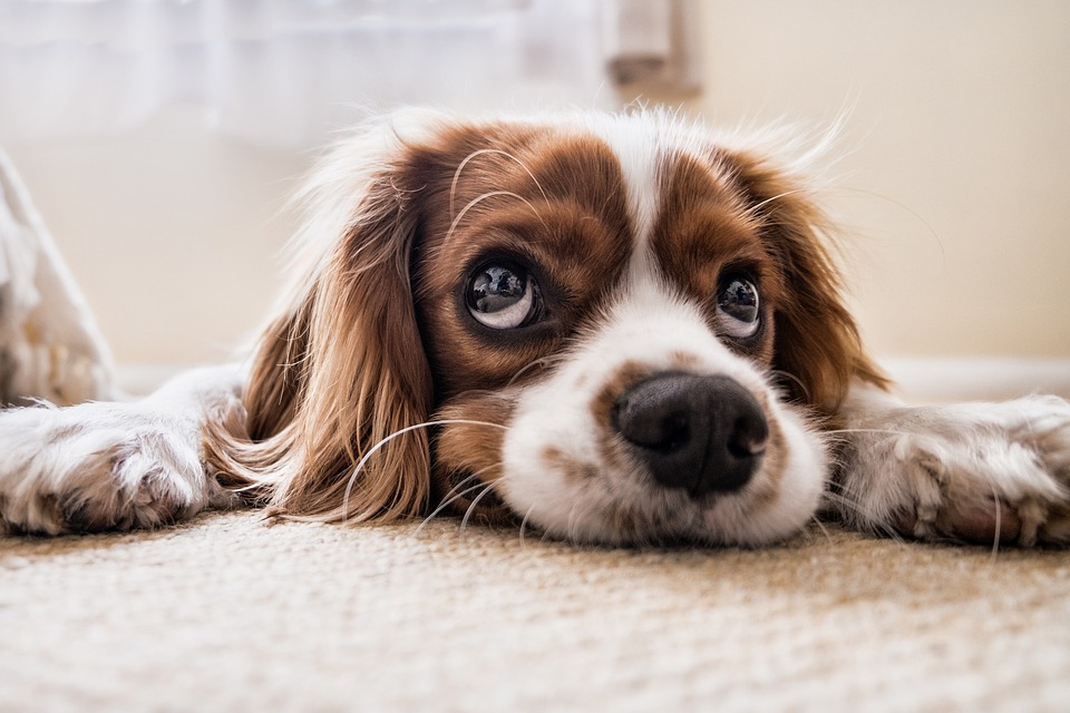 Giardien Hund: Symptome Diagnose und Behandlung