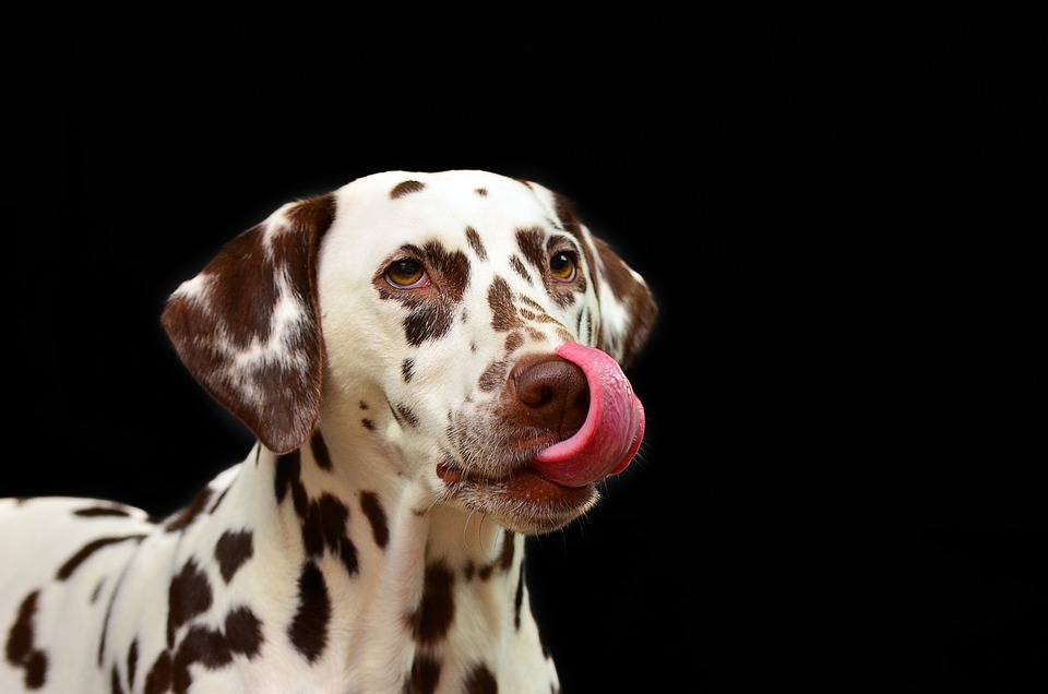 Hässlichster Hund der Welt: Wettbewerbe und Gewinner