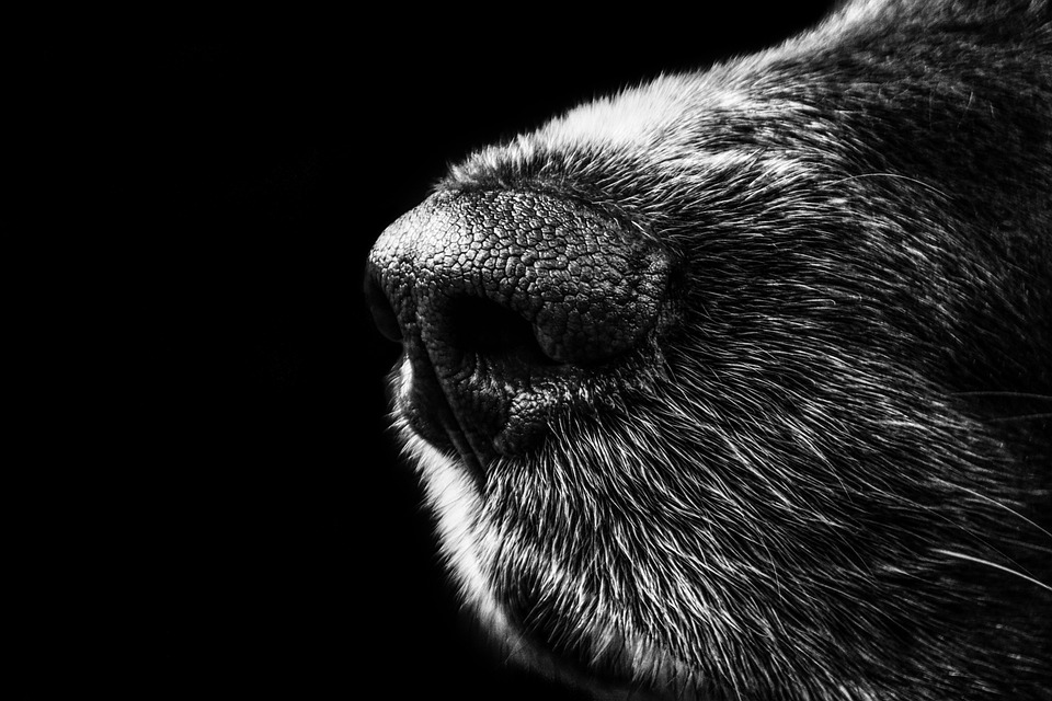 Hund Zittert: Mögliche Ursachen und was zu tun ist