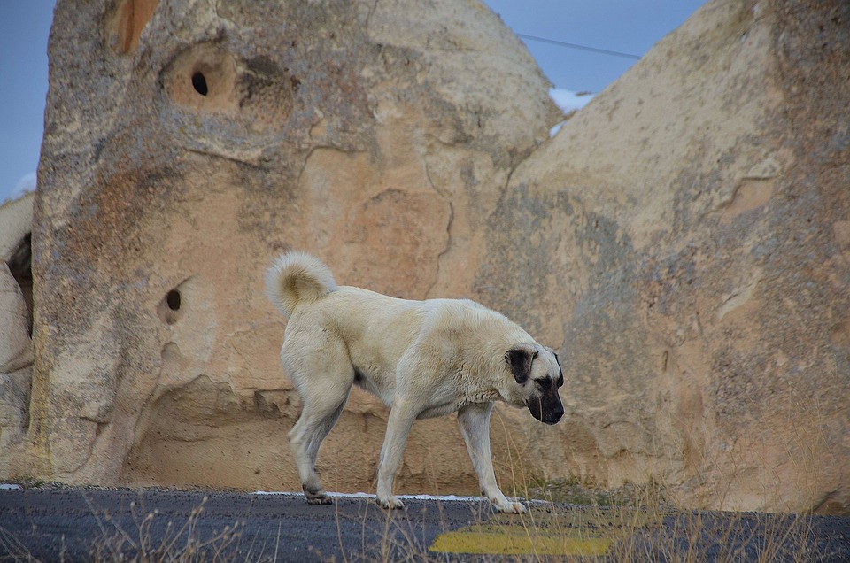 Kangal Hund: Der türkische Hirtenhund im Portrait