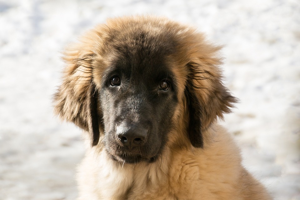 Leonberger Hund: Ein Riese mit Herz