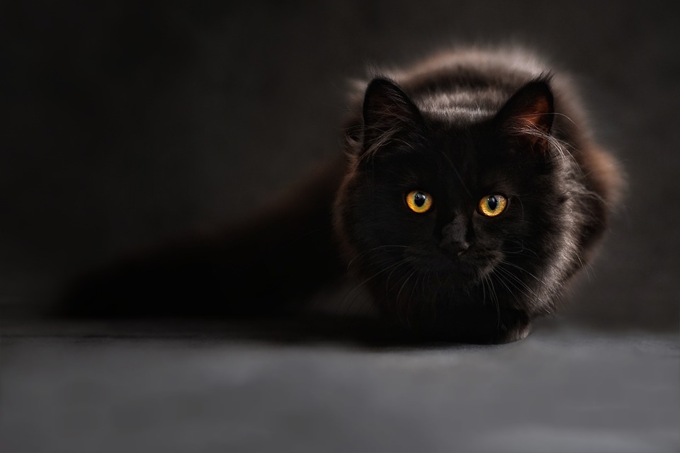 Main Coon Katze: Rassemerkmale und Pflegetipps