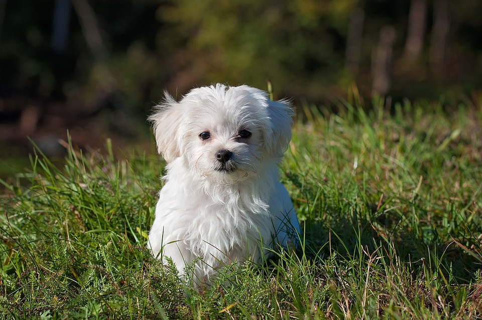 Malteser Hund: Charakter und Pflege dieses eleganten Begleiters