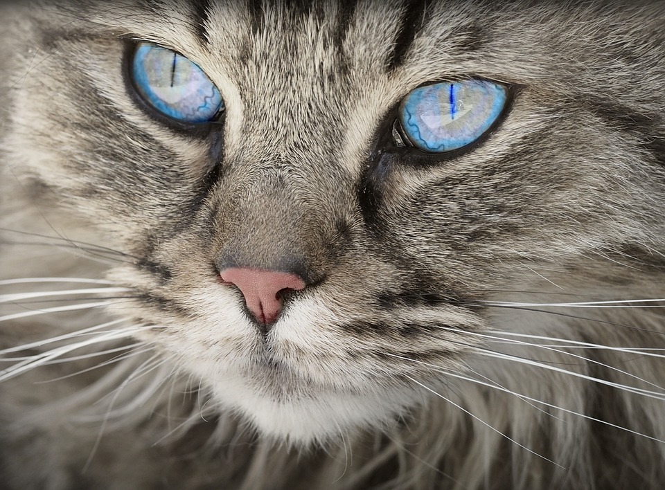 Metacam Katze: Schmerztherapie im Überblick