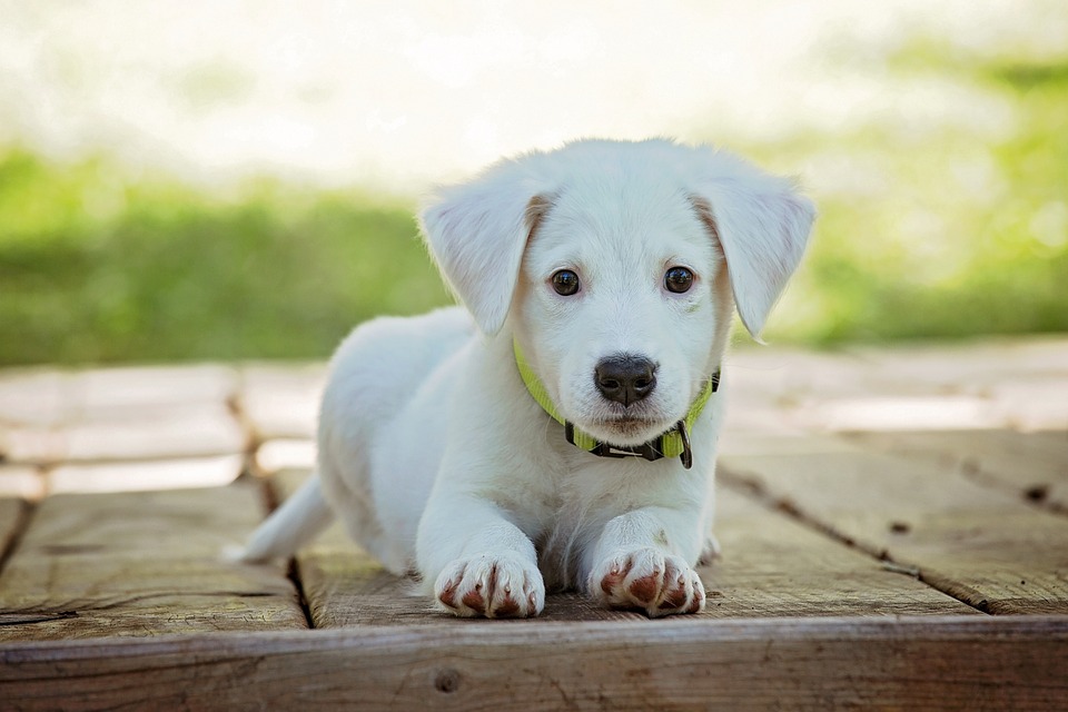 Milbemax Hund: Entwurmungsmittel im Überblick