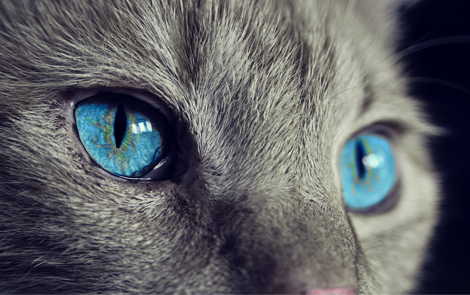 Milbemax Katze: Entwurmung leicht gemacht