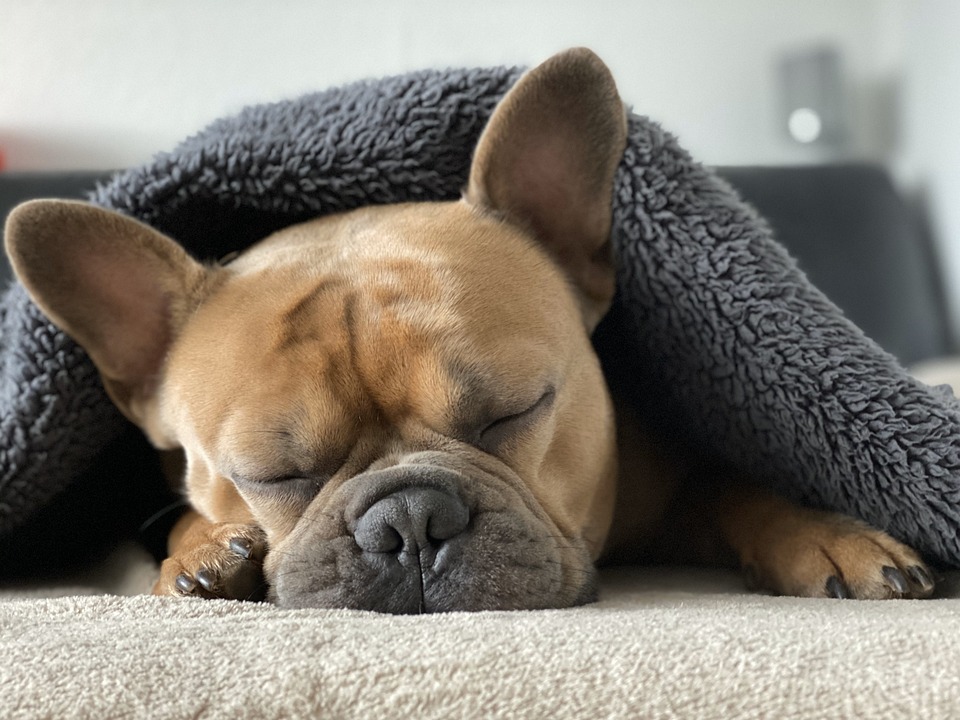 Ohrenentzündung Hund: Erkennen und Behandeln