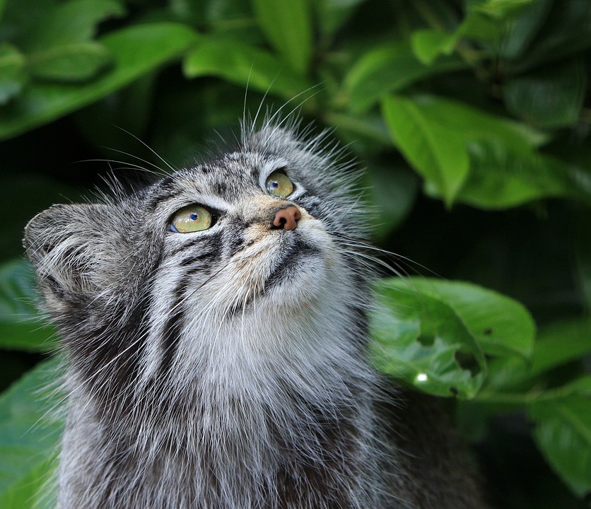 Pallas Katze: Die wilden Schönheiten