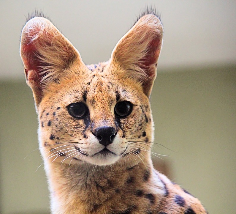 Serval Katze: Die wilden Exoten